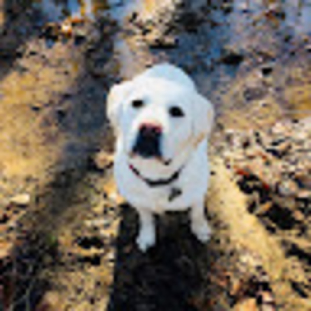 Meet your Posher, Cece